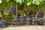 Идеальный виноград: лучшие темные сорта Лучшие технические сорта