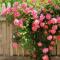 Вьющиеся цветы для дачи: как посадить и вырастить уличный вьюн Вьющаяся лиана с красными цветочками