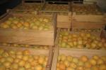 Сорта абрикосов Поздние сорта абрикоса для Краснодарского края