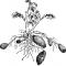 Картофель обыкновенный (Solanum tuberosum L