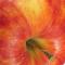 Яблоня домашняя (Malus domestica Borkh) Лекарственное значение яблони и способы лечебного использования яблока